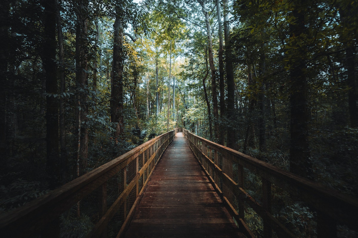 Wooden-bridge-in-the-woods